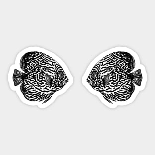 Discus Fish in Love - fish lovers animal design Sticker